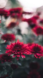 Preview wallpaper chrysanthemum, flowers, red, wet, closeup