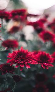 Preview wallpaper chrysanthemum, flowers, red, wet, closeup