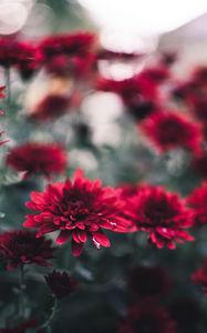 Preview wallpaper chrysanthemum, flowers, red, wet, closeup