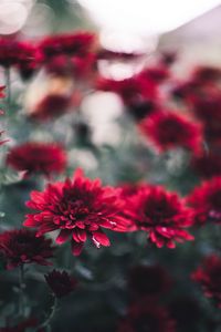 Preview wallpaper chrysanthemum, flowers, red, wet, closeup