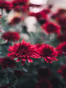 Preview wallpaper chrysanthemum, flowers, red, wet, closeup