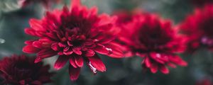 Preview wallpaper chrysanthemum, flowers, red, wet, closeup