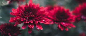 Preview wallpaper chrysanthemum, flowers, red, wet, closeup