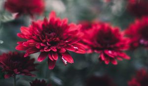 Preview wallpaper chrysanthemum, flowers, red, wet, closeup