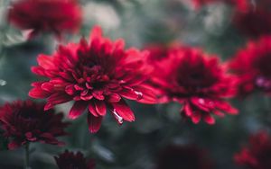 Preview wallpaper chrysanthemum, flowers, red, wet, closeup