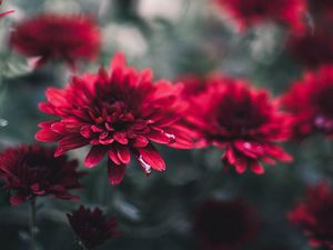 Preview wallpaper chrysanthemum, flowers, red, wet, closeup