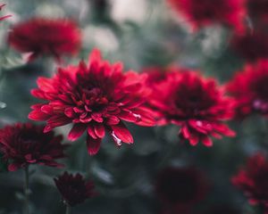 Preview wallpaper chrysanthemum, flowers, red, wet, closeup