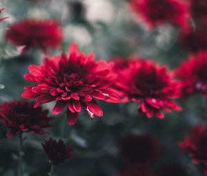 Preview wallpaper chrysanthemum, flowers, red, wet, closeup