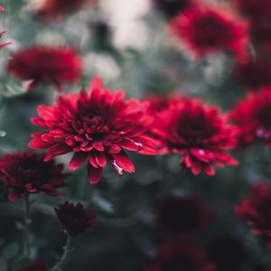 Preview wallpaper chrysanthemum, flowers, red, wet, closeup