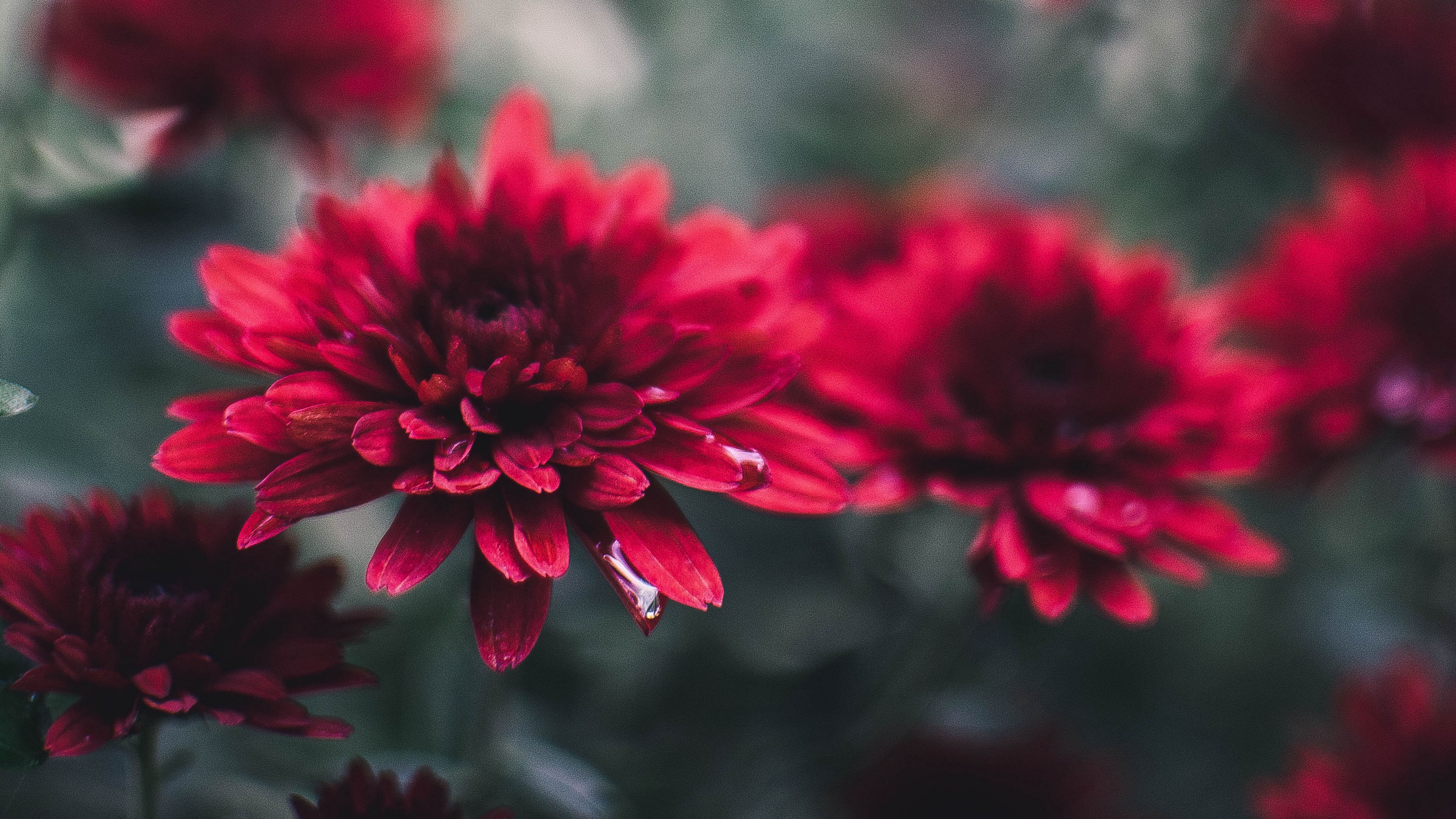 Download wallpaper 3840x2160 chrysanthemum, flowers, red, wet, closeup