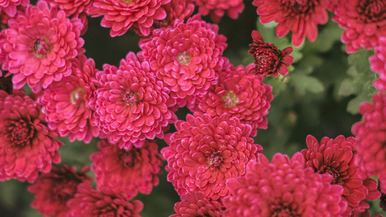 Wallpaper chrysanthemum, flowers, red, bloom, plant hd, picture, image