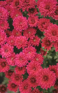 Preview wallpaper chrysanthemum, flowers, red, bloom, plant