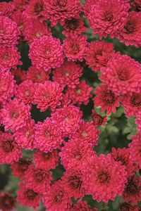 Preview wallpaper chrysanthemum, flowers, red, bloom, plant