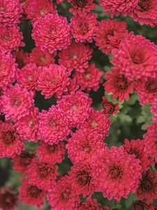 Preview wallpaper chrysanthemum, flowers, red, bloom, plant