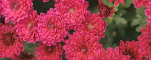 Preview wallpaper chrysanthemum, flowers, red, bloom, plant