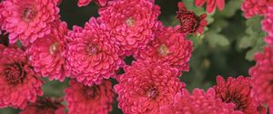 Preview wallpaper chrysanthemum, flowers, red, bloom, plant