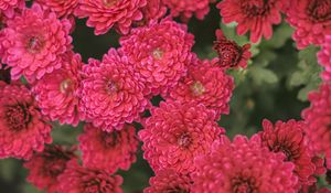 Preview wallpaper chrysanthemum, flowers, red, bloom, plant