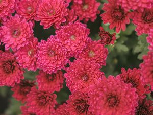 Preview wallpaper chrysanthemum, flowers, red, bloom, plant