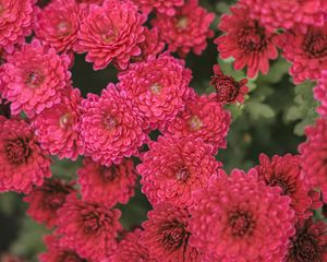 Preview wallpaper chrysanthemum, flowers, red, bloom, plant