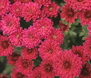 Preview wallpaper chrysanthemum, flowers, red, bloom, plant