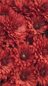 Preview wallpaper chrysanthemum, flowers, red, macro