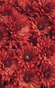 Preview wallpaper chrysanthemum, flowers, red, macro