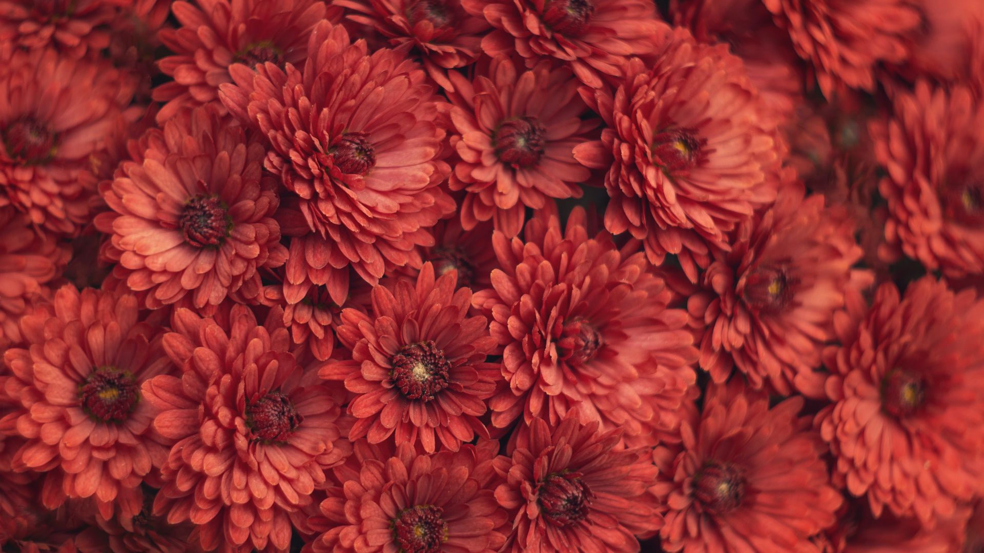 Download wallpaper 1920x1080 chrysanthemum, flowers, red, macro full hd