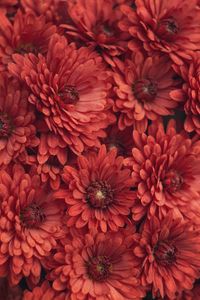 Preview wallpaper chrysanthemum, flowers, red, macro