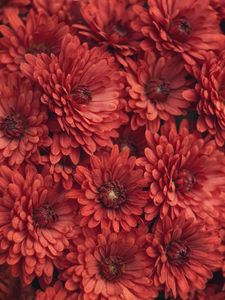 Preview wallpaper chrysanthemum, flowers, red, macro