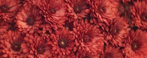 Preview wallpaper chrysanthemum, flowers, red, macro