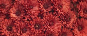 Preview wallpaper chrysanthemum, flowers, red, macro