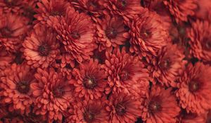 Preview wallpaper chrysanthemum, flowers, red, macro