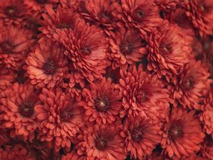 Preview wallpaper chrysanthemum, flowers, red, macro