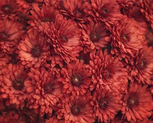 Preview wallpaper chrysanthemum, flowers, red, macro