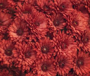 Preview wallpaper chrysanthemum, flowers, red, macro