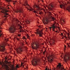 Preview wallpaper chrysanthemum, flowers, red, macro