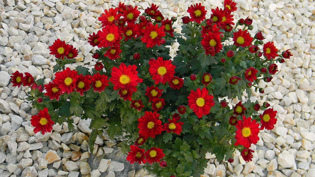 Wallpaper chrysanthemum, flowers, red, rocks