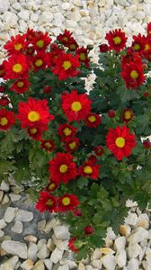 Preview wallpaper chrysanthemum, flowers, red, rocks