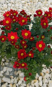 Preview wallpaper chrysanthemum, flowers, red, rocks