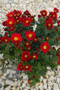 Preview wallpaper chrysanthemum, flowers, red, rocks