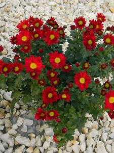 Preview wallpaper chrysanthemum, flowers, red, rocks