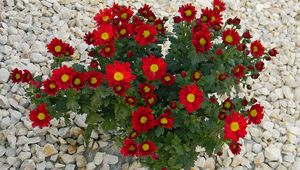 Preview wallpaper chrysanthemum, flowers, red, rocks