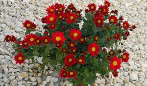 Preview wallpaper chrysanthemum, flowers, red, rocks