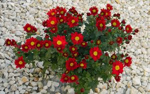 Preview wallpaper chrysanthemum, flowers, red, rocks