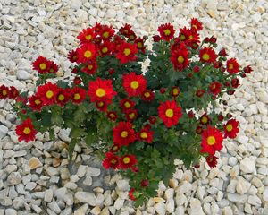 Preview wallpaper chrysanthemum, flowers, red, rocks