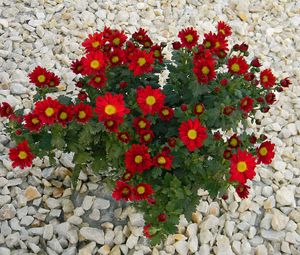 Preview wallpaper chrysanthemum, flowers, red, rocks