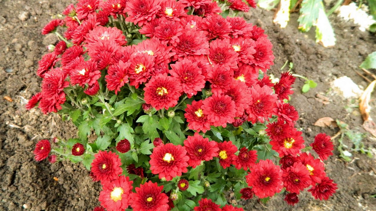 Wallpaper chrysanthemum, flowers, red, garden, land