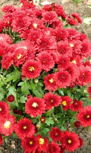 Preview wallpaper chrysanthemum, flowers, red, garden, land