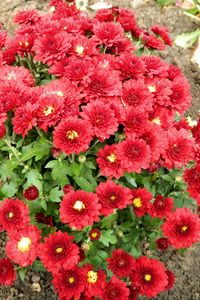 Preview wallpaper chrysanthemum, flowers, red, garden, land