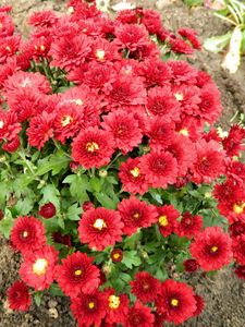 Preview wallpaper chrysanthemum, flowers, red, garden, land